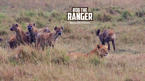 Hyenas Try To Intimidate Lion Pride | Maasai Mara Safari |Zebra Plains