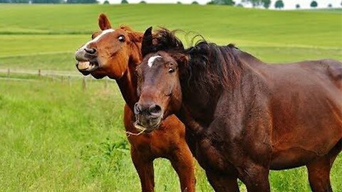 You Would Want a Horse after Finishing this Video 😯 FUNNIEST Animals and Pets