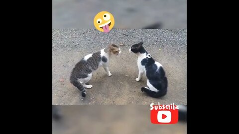 Cats arguing, cats fighting 🤣🤣