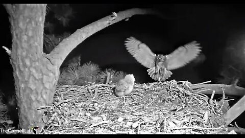 Mom Returns With a Rat Breakfast 🦉 3/20/22 05:43