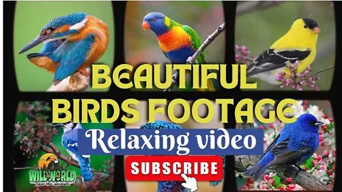 beautiful birds footage,relaxing video