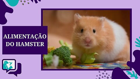 O QUE O HAMSTER COME - Alimentação do Hamster