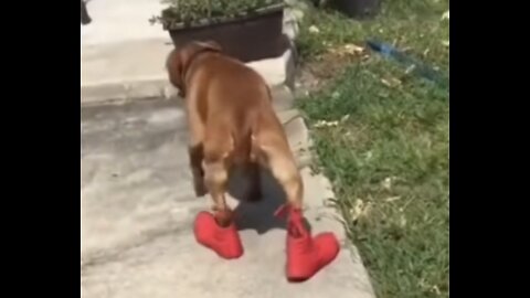 Dog goes viral bobbing in red boots