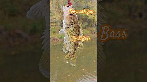 Rock Bass are so much fun! #shorts #fishing #kayak #kayakfishing #rockbass #creekfishing