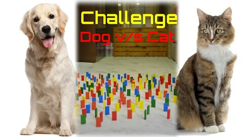 Obstacle Challenge Cat V/S Dog, It's Time To Laugh 😆😂😃