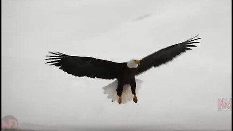 Eagle attacks, Eagle vs Lion, Eagle vs Wild Animal | Discovery Wild Animal World 2023