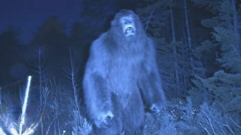 Famous Bigfoot Sightings You Need To See