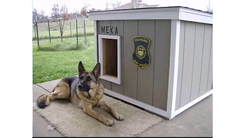 Most creative dog house ever