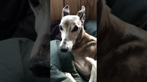 Ash the whippet comes to stay