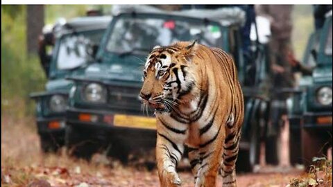 Tiger (ranthambore national park) 🐅🐯🐅🐯