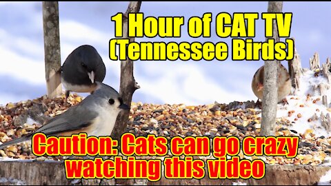 1 Hour of CAT TV (Tennessee Birds)