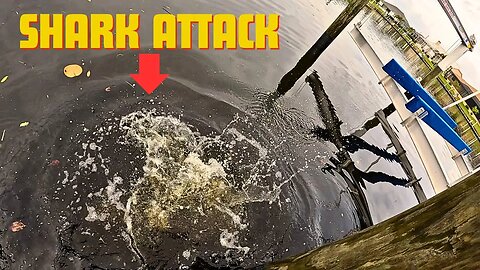 Bull Shark at Dock Wouldn't Quit! | This Culvert was full of Tarpon & Snook