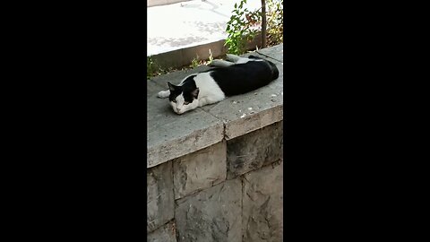 A cute and beautiful cat is resting