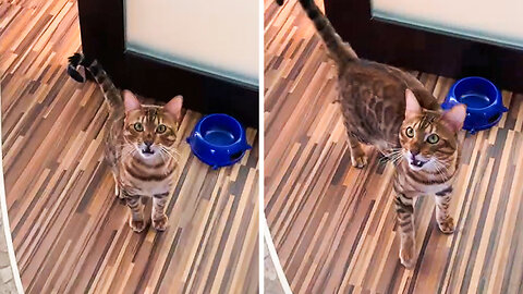 Bengal kitten gets really excited about food and screams like crazy