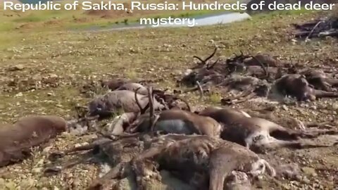 Russia Hundreds of dead animals from Unknown cause