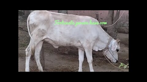 Reason fortunate person have cow,#Shorts,#cow,#animal,#cowlover,#cowsound,#gowmatha.