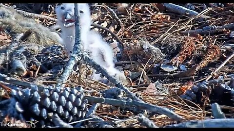 Time For An Owlet Close-up 🦉 2/25/22 16:23