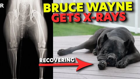 CANE CORSO INJURY Needs X-RAYS