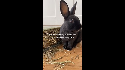 Bunnies are cute pets