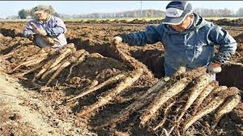 Japanese Yam Farming and Harvesting - Awesome Japan Agriculture Technology Farm