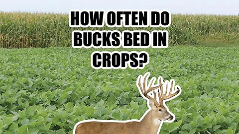 How Often Do Bucks Bed In Crops