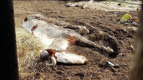 She was lying exhausted completely in the mud and barely breathing