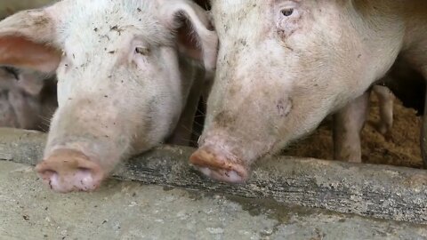 Three very curious pigs at a farm in the Philippines