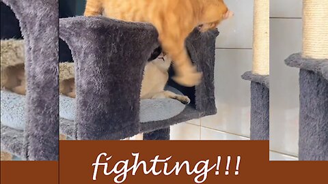 Cat Funny Fight