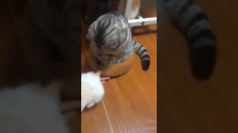 Cat sitting on hat funny video #shorts #cat #catlover #funnycats