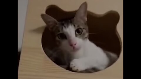 Funny Cat Video