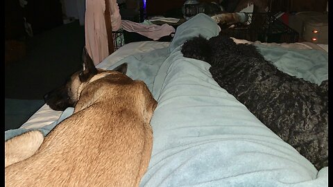 One of the many reasons everyone needs a Belgian Malinois on a cold winters night.