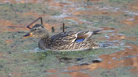 mallard hen canoe meadows dabble quack