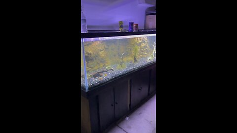 Big Fish Tank #fishtank #fishingislife #aquariumtank #aquariumhobby #aquarium #adsonreels