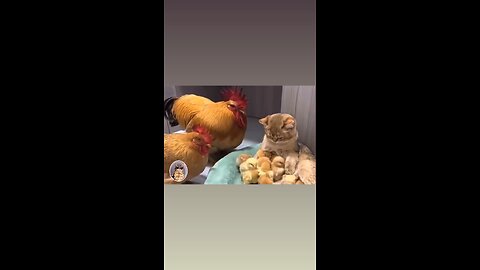 #Funny clip of animals😂