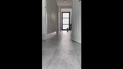 Puppy tippy taps