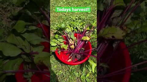 Harvesting our beet 🪴root for soup and salad 🥗