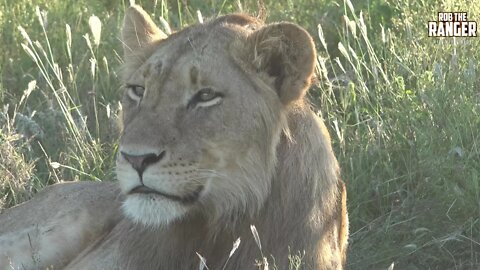 Daughters Of The Mapogo Lions - Rebuilding The Othawa Pride - 161: Relaxation