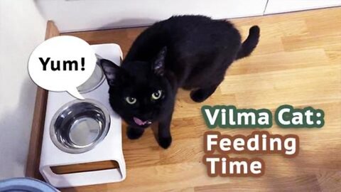 Vilma cat feeding time