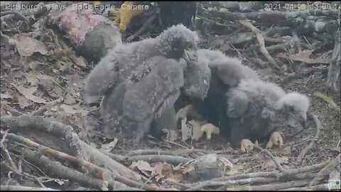 Hays Eagles Mom brings in big fish for H13 H14 H15 4.15.21 11:00AM