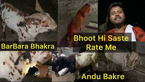 Qurbani Ka Bakra 2024 | Lucknow Bakra Mandi | Bakra Mandi Lucknow 2024 |