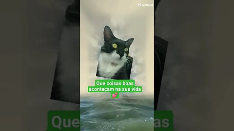 Gato Bartolomeu Tunico 😸