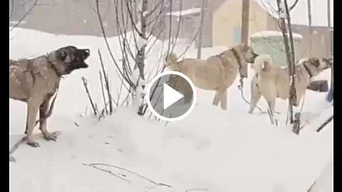 Kangal Shepherd Dogs vs