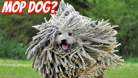 The Weird Puli!