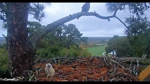 Mom's Early Morning Break-Leave & Return 🦉 3/10/22 05:23