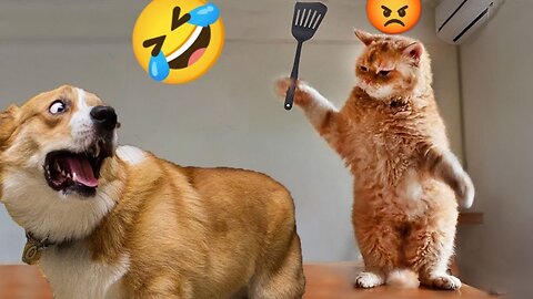 Cute Cat Funny Moments. Episode - 106