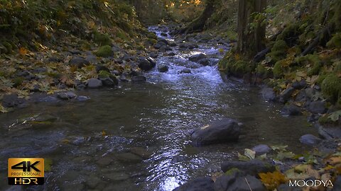 4K HDR Nature Video - Deep Autumn Forest Creek - Refreshen Your Purpose