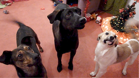 Rescued Dogs Having Their First Christmas Party at Howl Of A Dog