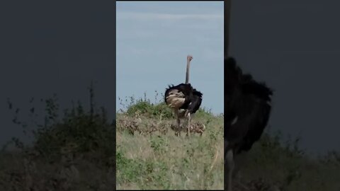 How long do baby ostriches stay with their parents?🤔#shorts #safari #travelling