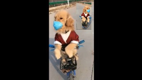 This Dog is Riding a Bicycle.