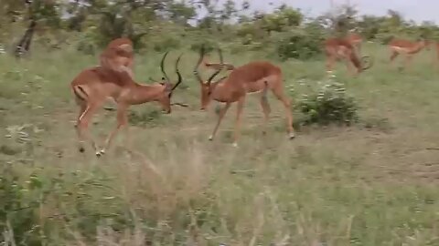 cute animals fighting